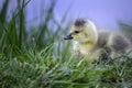 Canadian goose fledgling Royalty Free Stock Photo