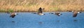 Canadian Goose flight parade over a Spring time pond