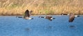 Canadian Goose flight parade over a Spring time pond Royalty Free Stock Photo