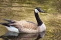 Canadian goose floating on pond water Royalty Free Stock Photo