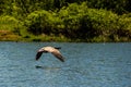 Canadian goose flying over water pond in Adair Village Oregon lake nature wildlife Royalty Free Stock Photo