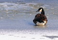 Canadian Goose on a frozen lake Royalty Free Stock Photo