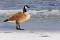 Canadian Goose on a frozen lake Royalty Free Stock Photo