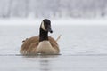 Canadian goose on frozen lake Royalty Free Stock Photo