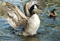 Canadian Goose Geese spreading its wings Royalty Free Stock Photo