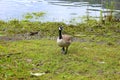 Canadian Goose Royalty Free Stock Photo