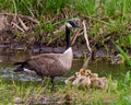 Canada Geese Photo and Image. Goose with gosling babies close-up view in their environment and protecting their baby birds Royalty Free Stock Photo