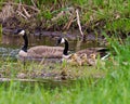 Canada Geese Photo and Image. Goose with gosling babies close-up view swimming in the river in their habitat and protecting their Royalty Free Stock Photo