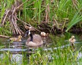 Canada Geese Photo and Image. Goose with gosling babies close-up view swimming in the river in their environment and protecting Royalty Free Stock Photo