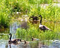 Canada Goose and Gosling Photo and Image. Goose with gosling babies close-up view walking by the river in their environment and Royalty Free Stock Photo