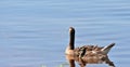 Canadian Goose with gosling on Lake Hefner