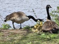 Canadian Goose and gosling near Saint Lawrence river in Montreal, Park Rapids, Quebec