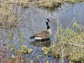 Canadian Goose and gosling on Saint Lawrence river in Montreal, Park Rapids, Quebec