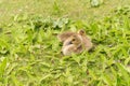 Canadian goose goslings resting on grass Royalty Free Stock Photo