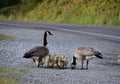 A Canadian goose guards the group of goslings as they drink water from a puddle on the side of the road. Royalty Free Stock Photo