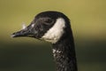 Canadian Goose Head Royalty Free Stock Photo