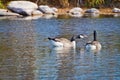 Canadian Goose Honking at Companion Royalty Free Stock Photo