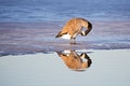 Canadian goose on the ice Royalty Free Stock Photo