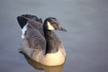 Canadian Goose in a lake