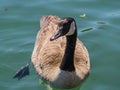 canadian goose lake ontario summer toronto canada Royalty Free Stock Photo