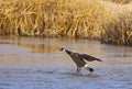 Canadian Goose Landing Royalty Free Stock Photo