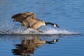 Canadian Goose landing with a big splash and skidding across lake Royalty Free Stock Photo