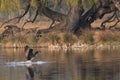 Canadian goose landing in a pond Royalty Free Stock Photo