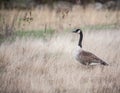 Canadian Goose Royalty Free Stock Photo