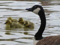 Canadian Goose Looks Over Goslings