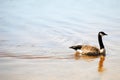 Canadian Goose at Malaga Lake, New Jersey Royalty Free Stock Photo