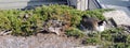 Canadian Goose and Mallard Duck Nesting in bushes in Indianapolis White River State Park reflection pools and grass cityscape down Royalty Free Stock Photo