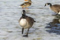 Canadian goose and mallards on frozen lake Royalty Free Stock Photo