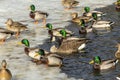 Canadian goose and mallards on frozen lake Royalty Free Stock Photo