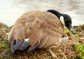 A Canadian goose nesting on its eggs Royalty Free Stock Photo
