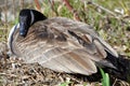 Canadian Goose Nesting Royalty Free Stock Photo