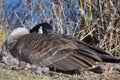Canadian Goose Nesting Royalty Free Stock Photo