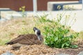 Canadian goose nesting in the wild Royalty Free Stock Photo