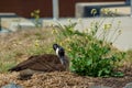 Canadian goose nesting in the wild Royalty Free Stock Photo