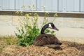 Canadian goose nesting in the wild Royalty Free Stock Photo