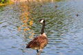 Canadian goose next to the pond at sunset Royalty Free Stock Photo