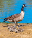 Canadian Goose with Offspring