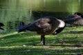 Canadian goose Royalty Free Stock Photo