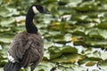 Canadian Goose by the Pond