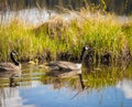 Canadian Goose. Portrait of a canadian goose branta goose on a lake with goslings Royalty Free Stock Photo