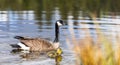 Canadian Goose. Portrait of a canadian goose branta goose on a lake with goslings Royalty Free Stock Photo