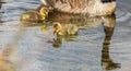 Canadian Goose. Portrait of a canadian goose branta goose on a lake with goslings Royalty Free Stock Photo