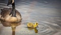 Canadian Goose. Portrait of a canadian goose branta goose on a lake with goslings Royalty Free Stock Photo