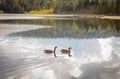 Canadian Goose. Portrait of a canadian goose branta goose on a lake with goslings Royalty Free Stock Photo