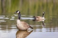 Canadian Goose. Portrait of a canadian goose branta goose on a lake Royalty Free Stock Photo