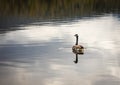 Canadian Goose. Portrait of a canadian goose branta goose on a lake Royalty Free Stock Photo